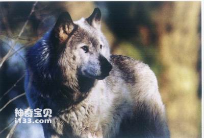 濒临灭绝的12种珍稀动物(图1)
