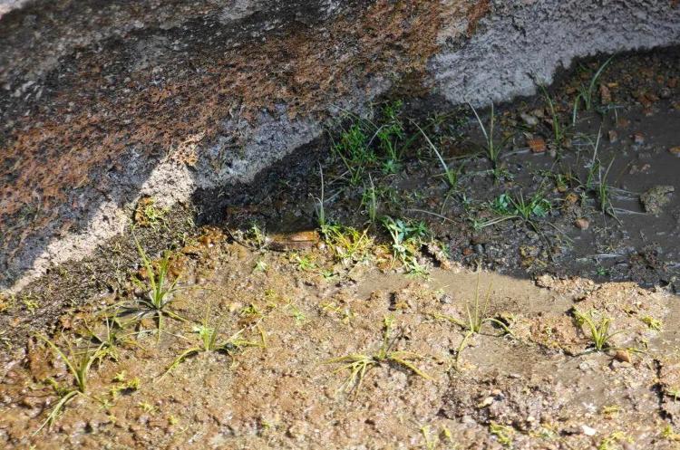 初步判定为新物种！山东首次发现水韭属植物野生居群(图1)