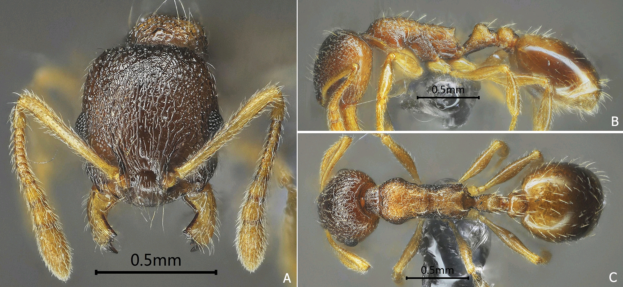 冰品新物种热卖近百万杯茉酸奶再造爆款“Molato”