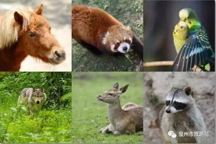 多人因猎杀国家一级保护野生动物获刑最高法发布一批典型案例(图1)