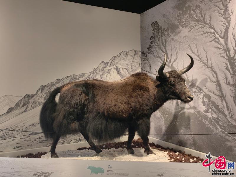 国家自然博物馆2026“博物馆之夜”启幕聚焦青藏高原生态保护(图3)