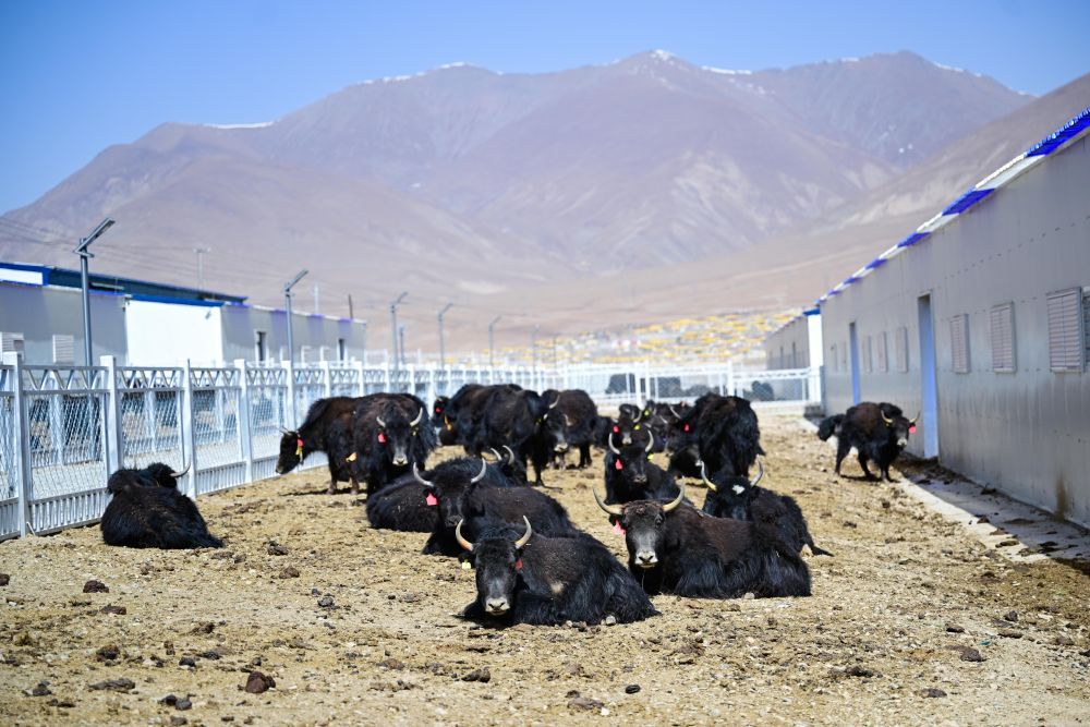 三江源筑牢生态根基推动高质量发展观察(图9)