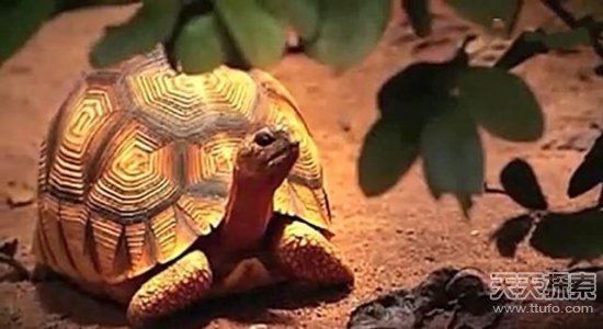 世界最稀有24种动物排在第一名的竟是它（图）(图2)