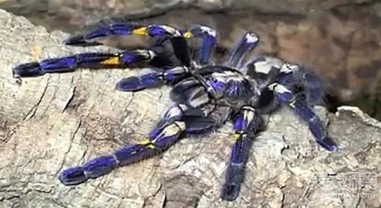 世界最稀有24种动物排在第一名的竟是它（图）(图17)