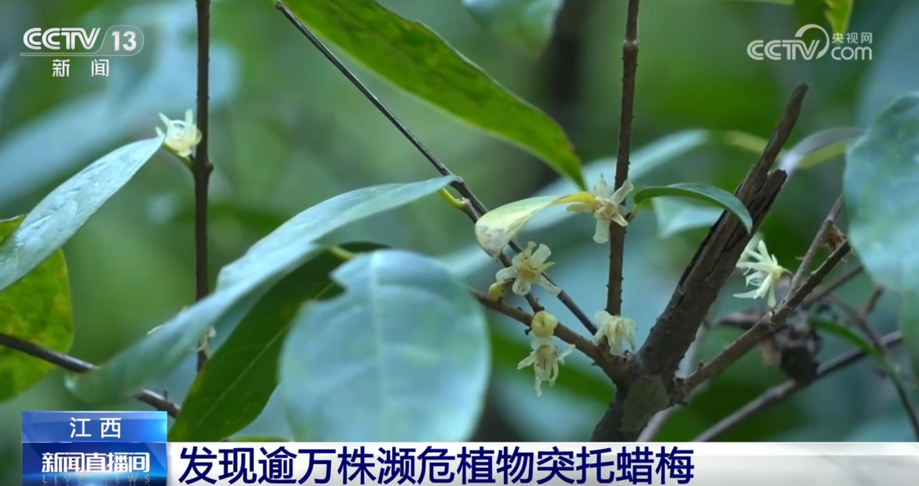 多种濒危、珍稀野生动植物频“入镜”生机勃勃中看见大美中国(图2)