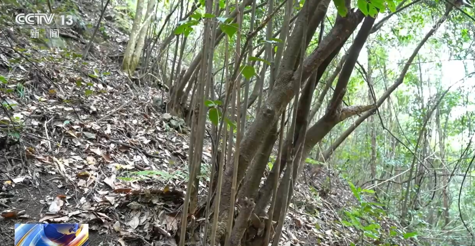 多种濒危、珍稀野生动植物频“入镜”生机勃勃中看见大美中国(图3)