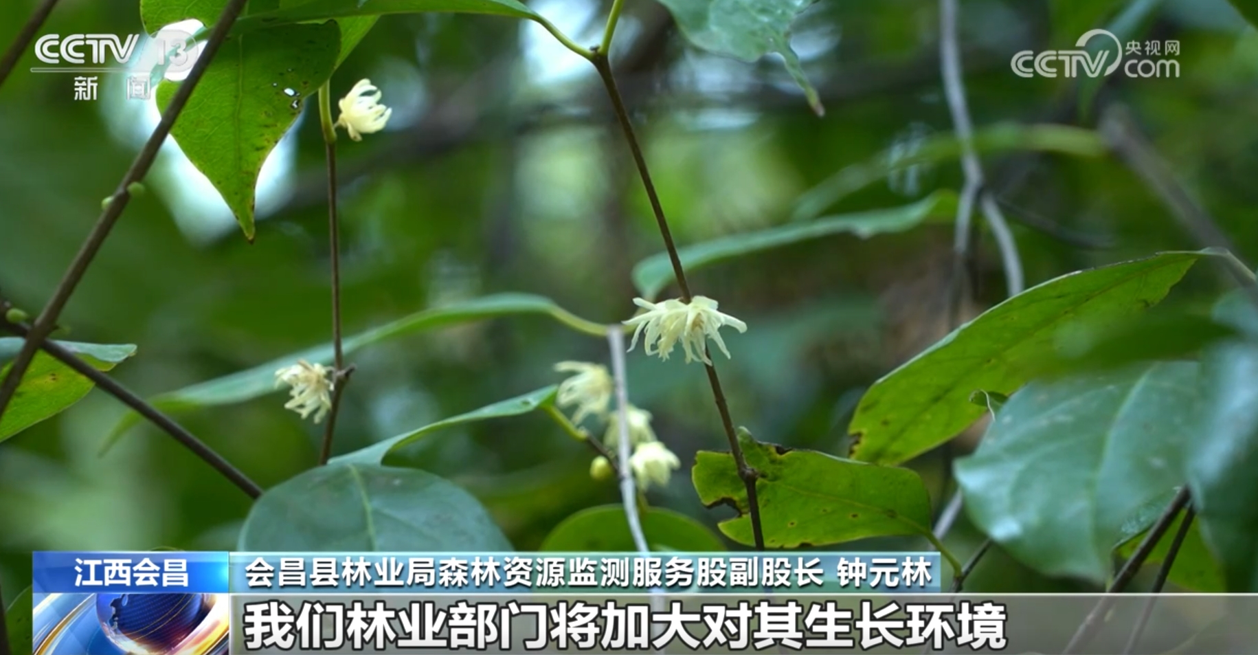 多种濒危、珍稀野生动植物频“入镜”生机勃勃中看见大美中国(图4)