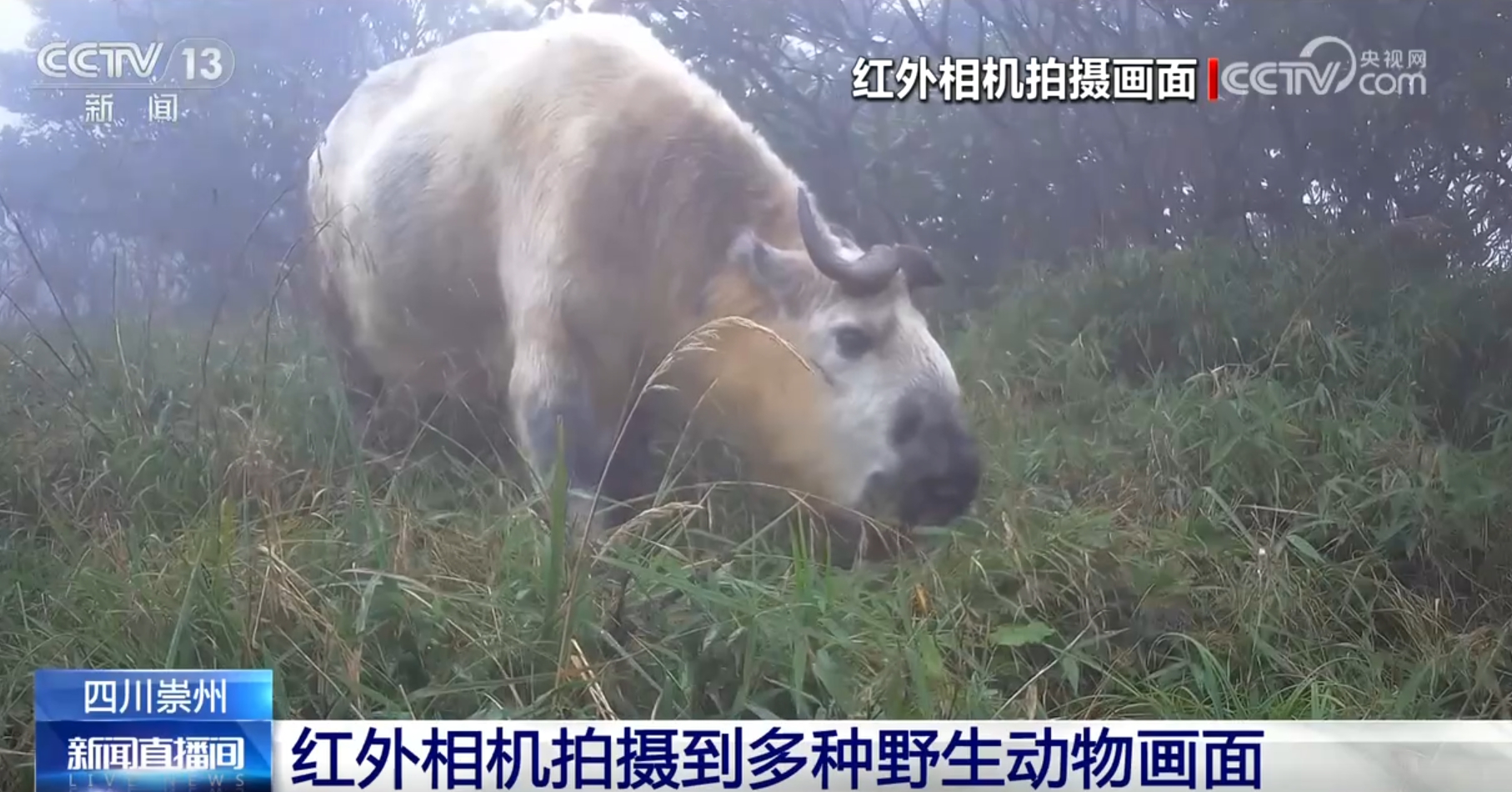 多种濒危、珍稀野生动植物频“入镜”生机勃勃中看见大美中国(图5)