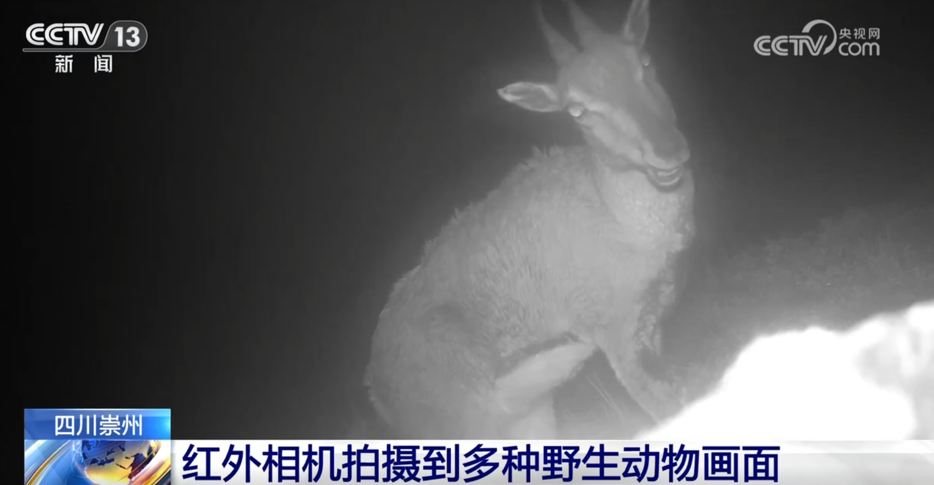 多种濒危、珍稀野生动植物频“入镜”生机勃勃中看见大美中国(图6)