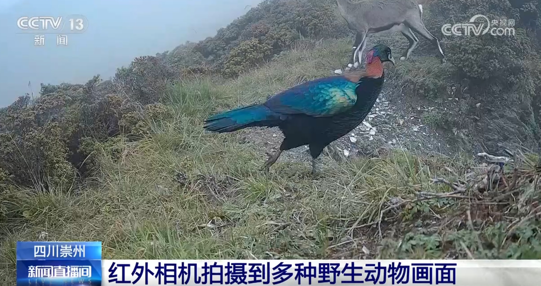 多种濒危、珍稀野生动植物频“入镜”生机勃勃中看见大美中国(图7)