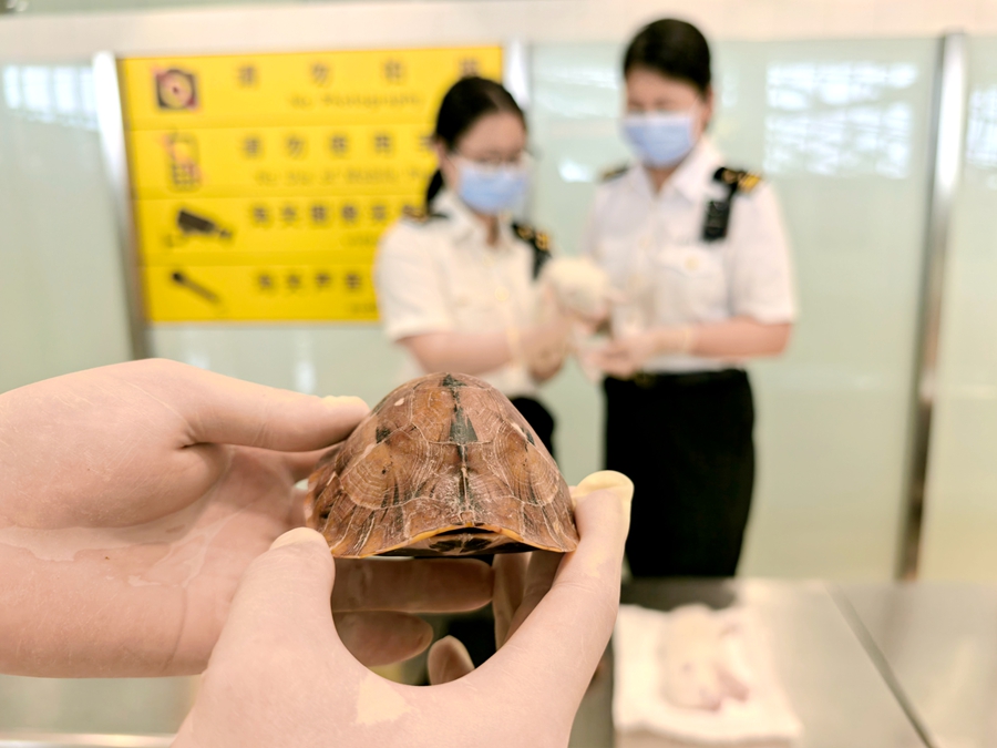 大腿处藏匿国家二级保护动物！厦门海关查获旅客欲违规携带出境的2只赤狐和2只活体龟(图3)