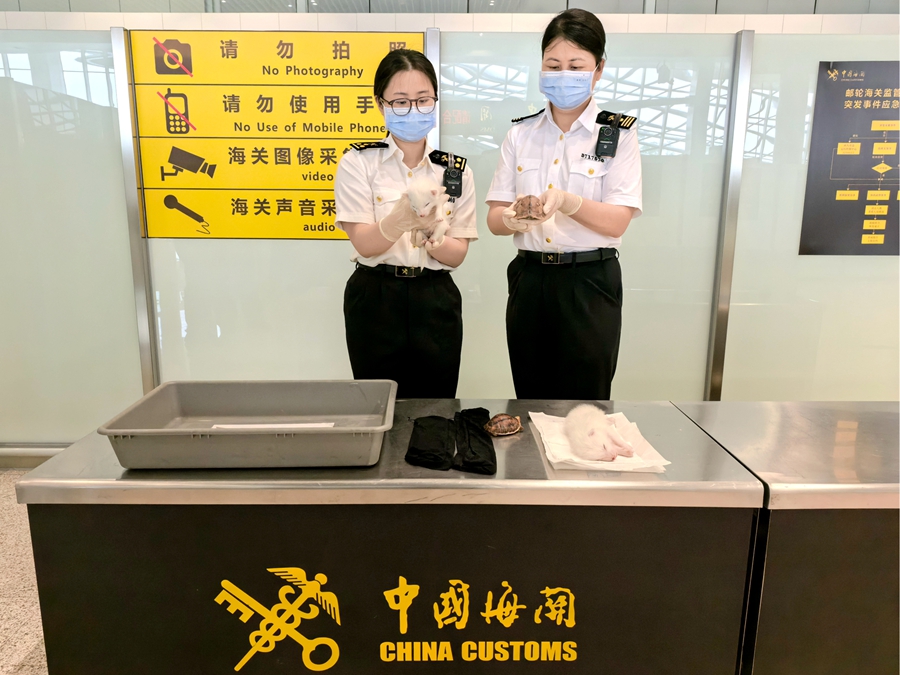 大腿处藏匿国家二级保护动物！厦门海关查获旅客欲违规携带出境的2只赤狐和2只活体龟(图1)