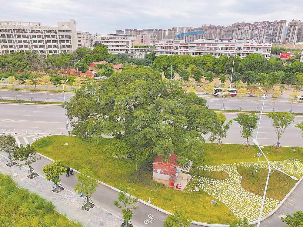 种下的不仅是树更是扎根本土的气韵(图1)