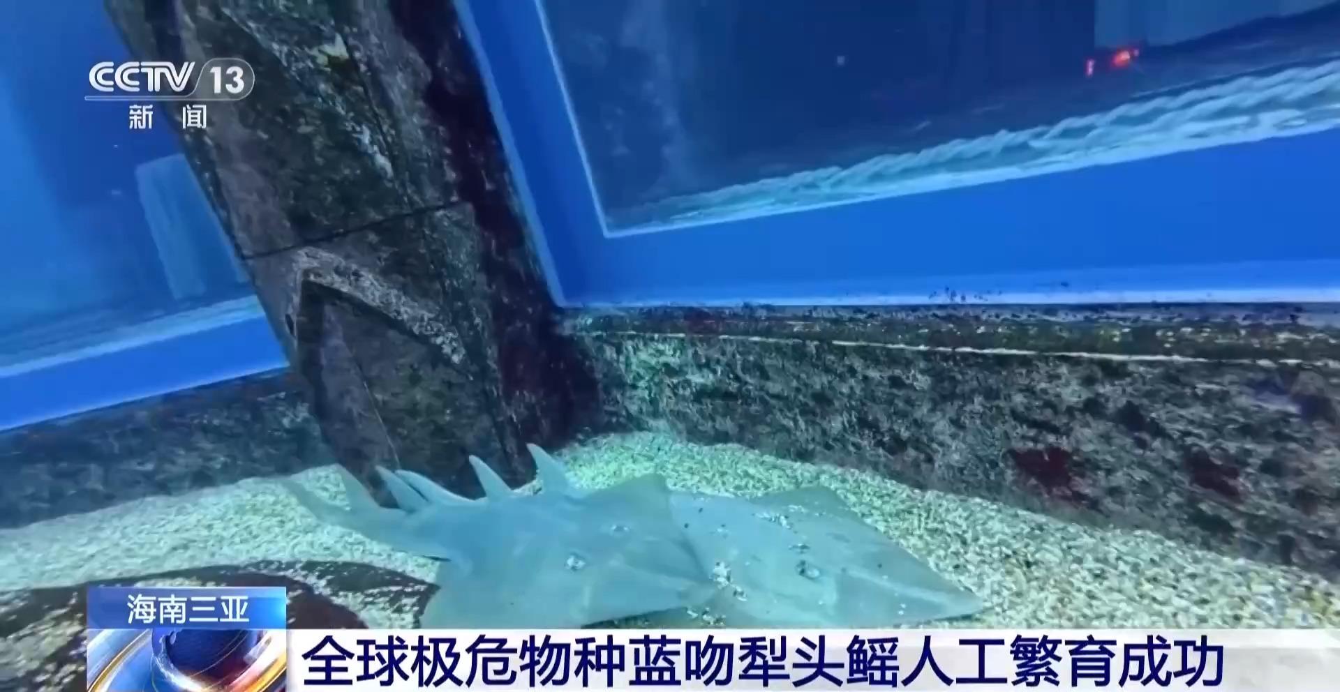 全球极危物种蓝吻犁头鳐在海南三亚人工繁育成功(图2)