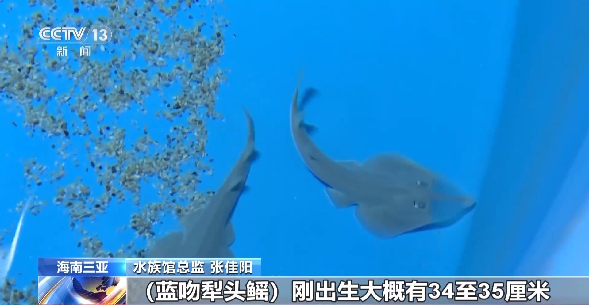 全球极危物种蓝吻犁头鳐在海南三亚人工繁育成功(图1)