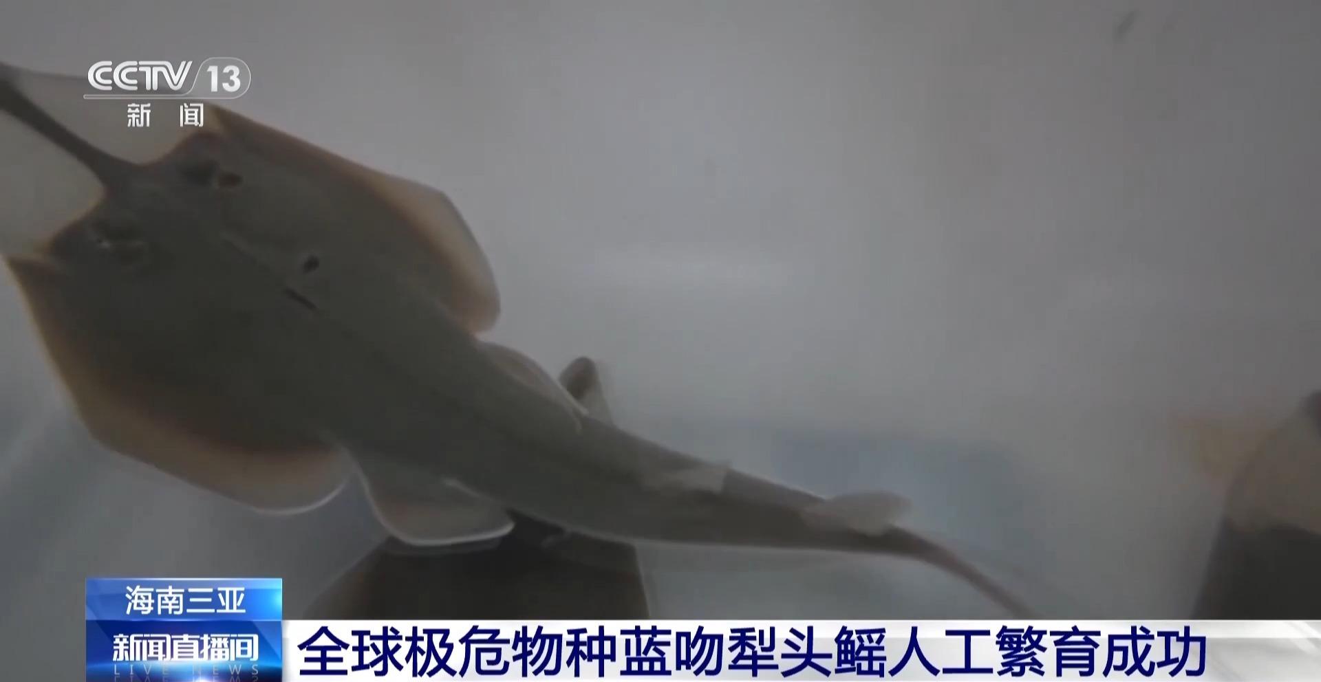 全球极危物种蓝吻犁头鳐在海南三亚人工繁育成功(图3)