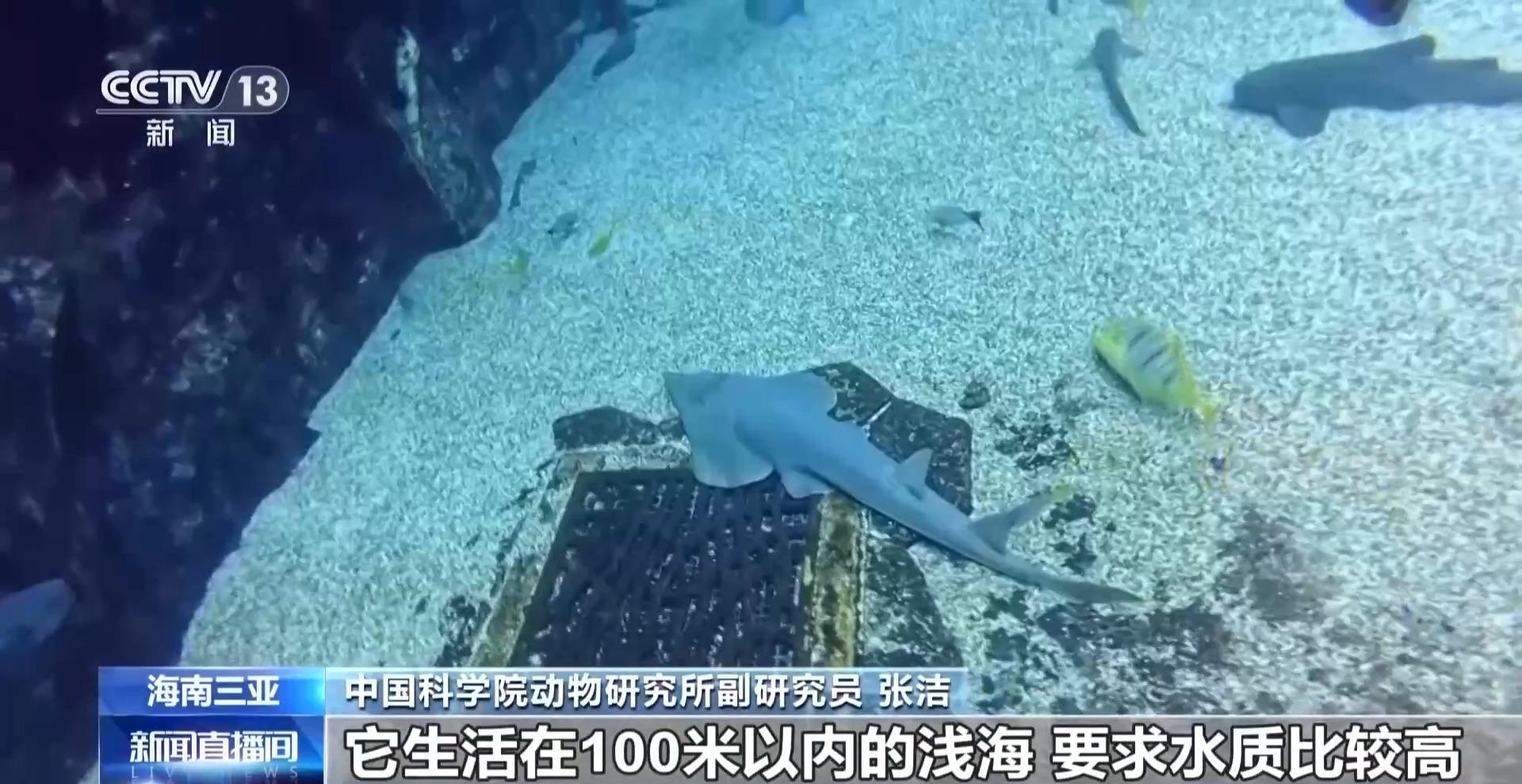 全球极危物种蓝吻犁头鳐在海南三亚人工繁育成功(图4)