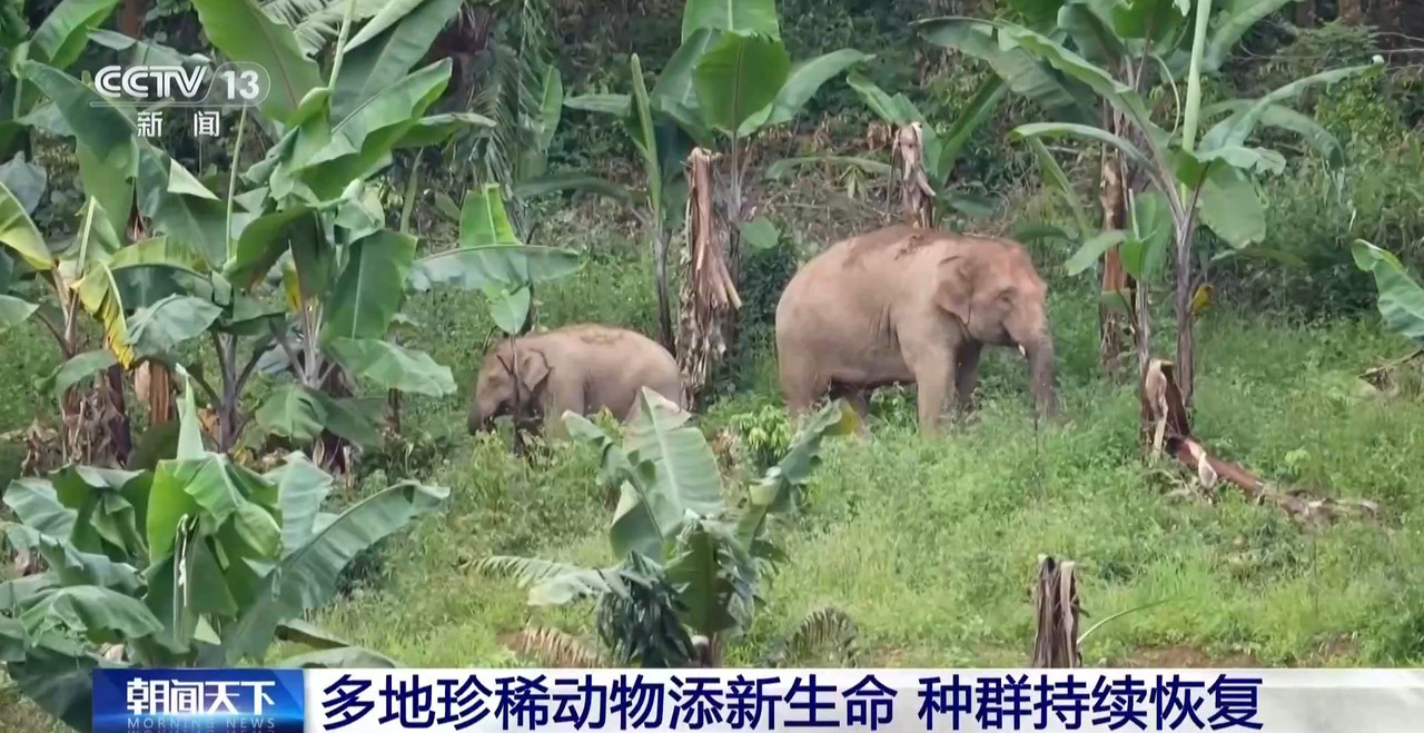 多地珍稀动物添新生命种群持续恢复(图3)