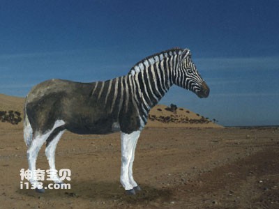 中国（红河）蜂猴和倭蜂猴公益保护地揭牌(图1)