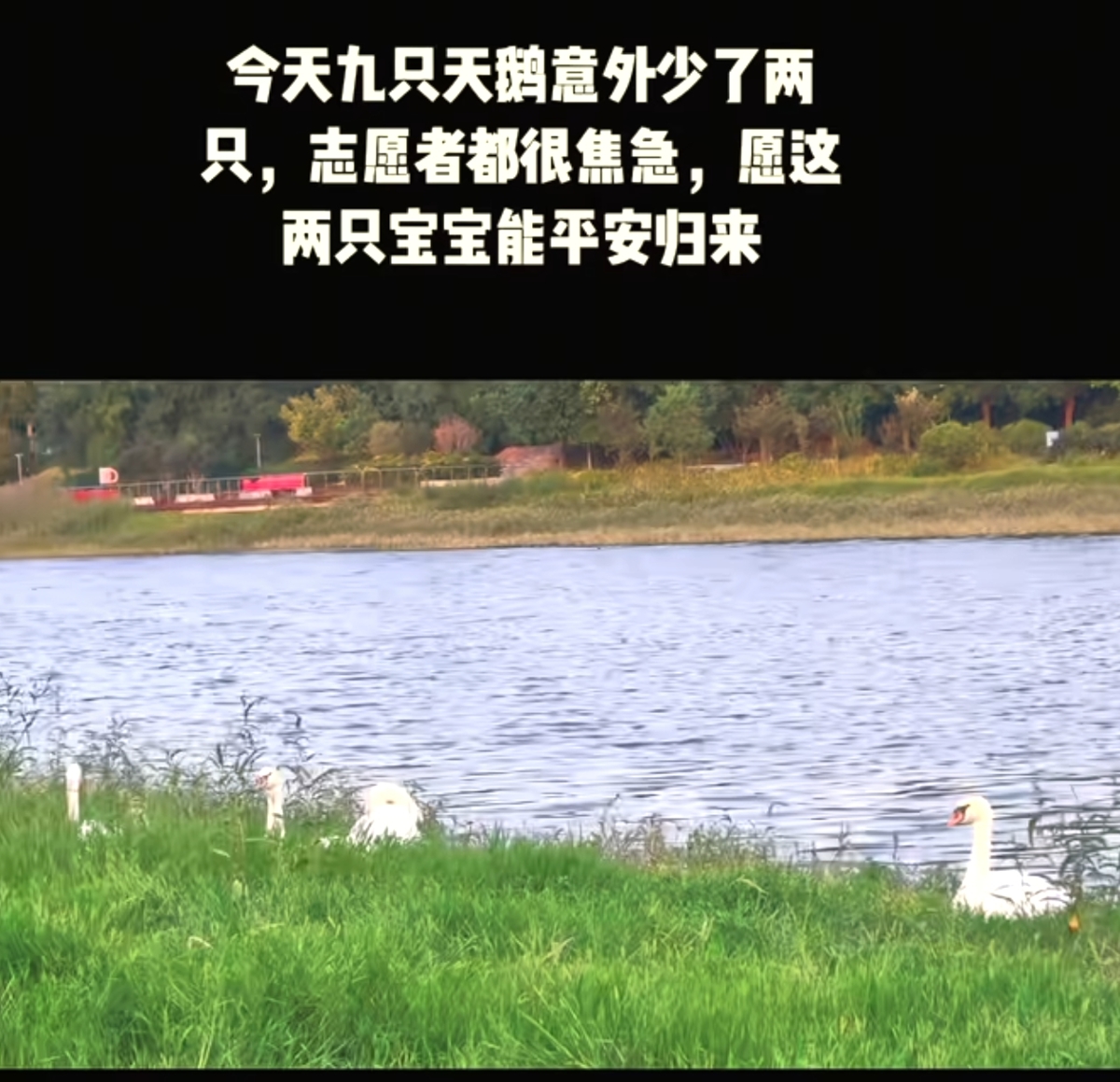 紧急寻鹅！郑州两只正在练飞的疣鼻天鹅丢失系国家二级保护动物多部门介入紧急寻找(图1)