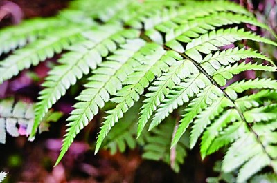 【科技前沿】江西发现植物新物种(图1)