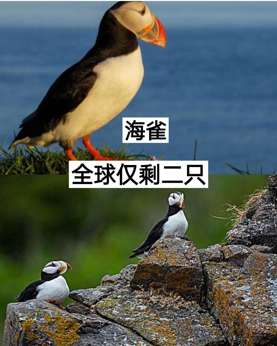 11种灭绝的典型动物(图1)