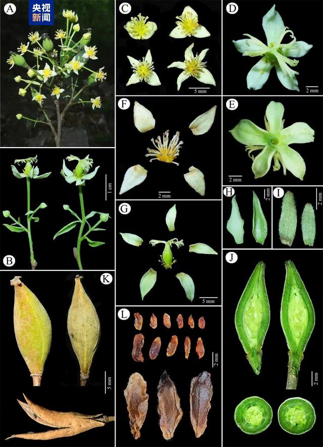 我国研究人员发现6种植物新物种(图1)