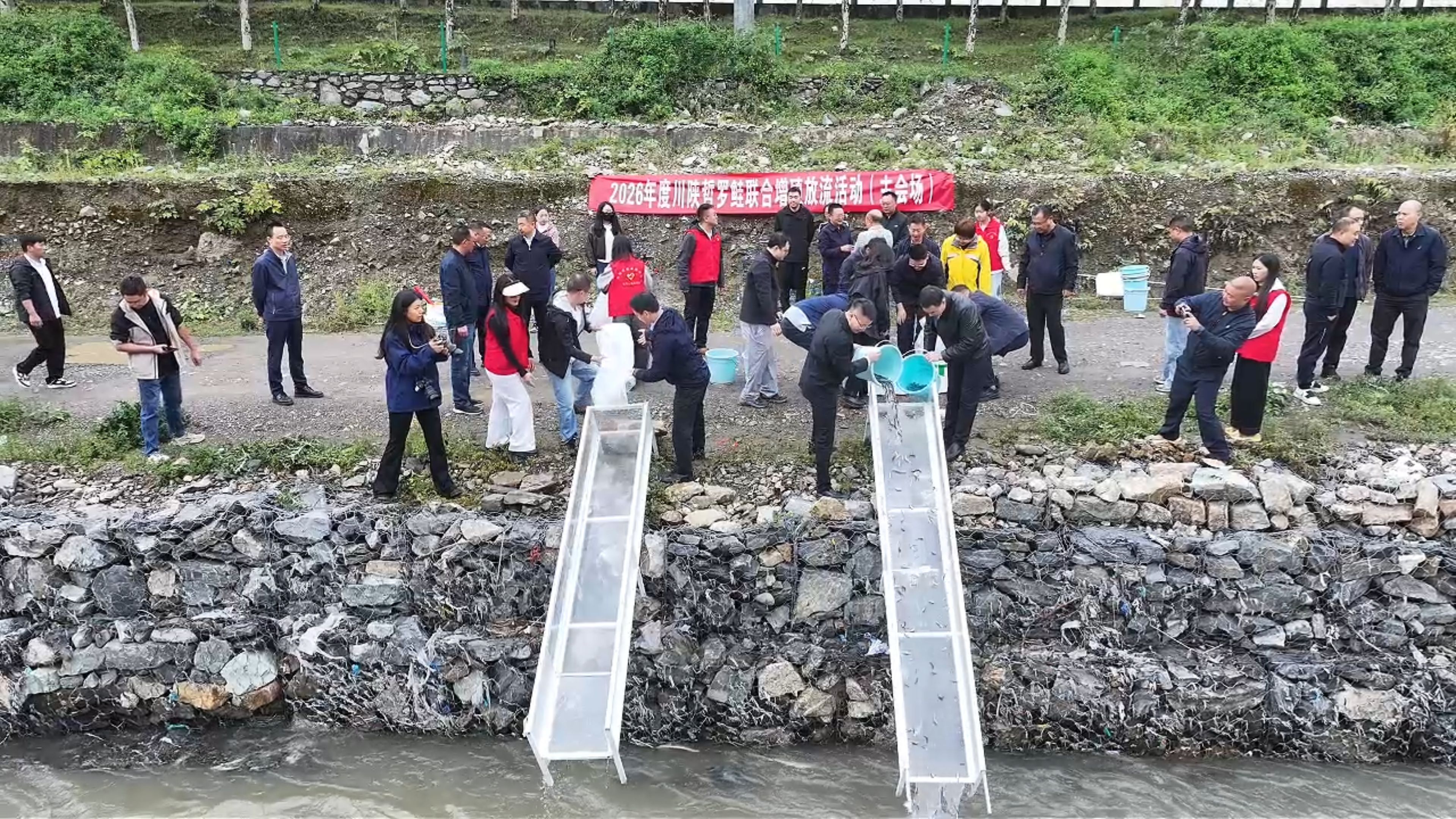 放流306尾川陕哲罗鲑这场活动为大渡河添“水中大熊猫”(图2)