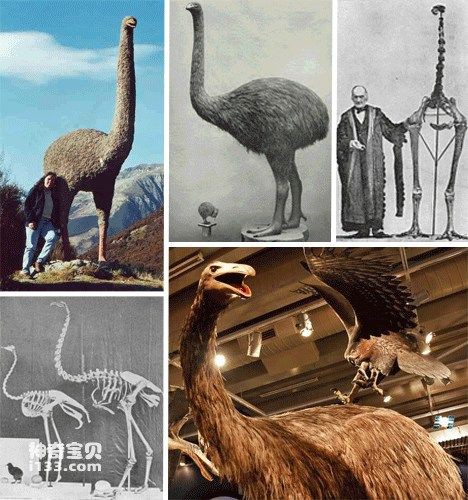 百余年来首次猫科再添现存新物种(图1)