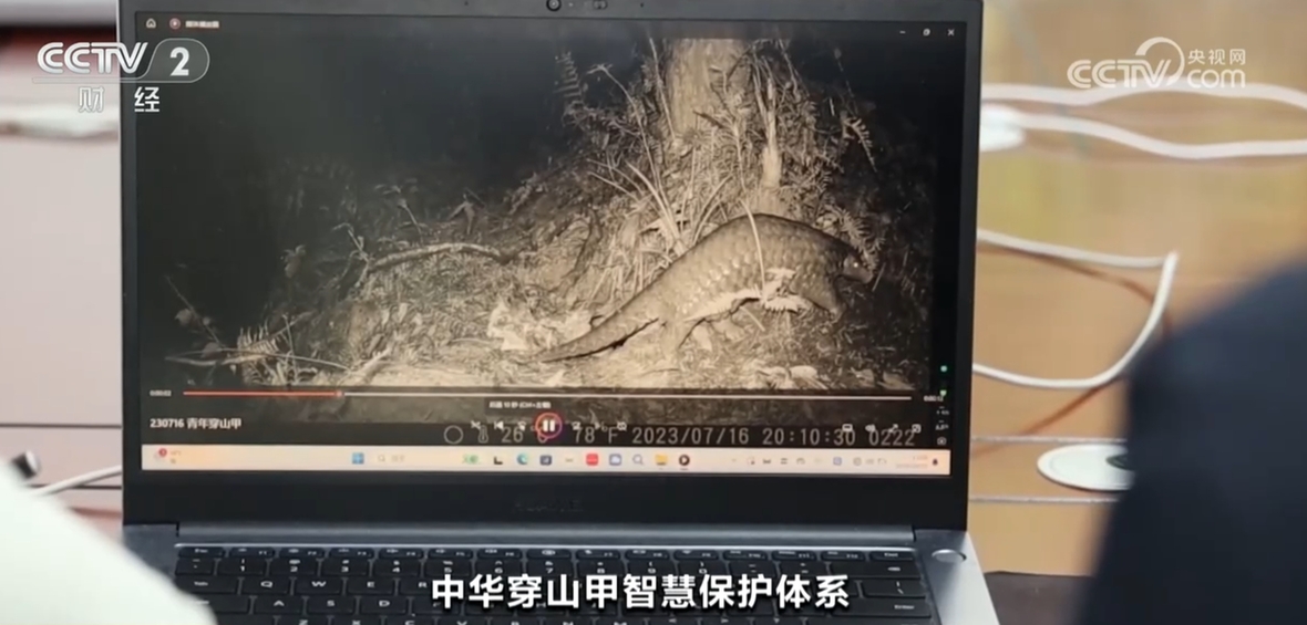 万鸟翔集奏响生态交响曲多种珍稀动物频现勾勒生机盎然画卷(图7)