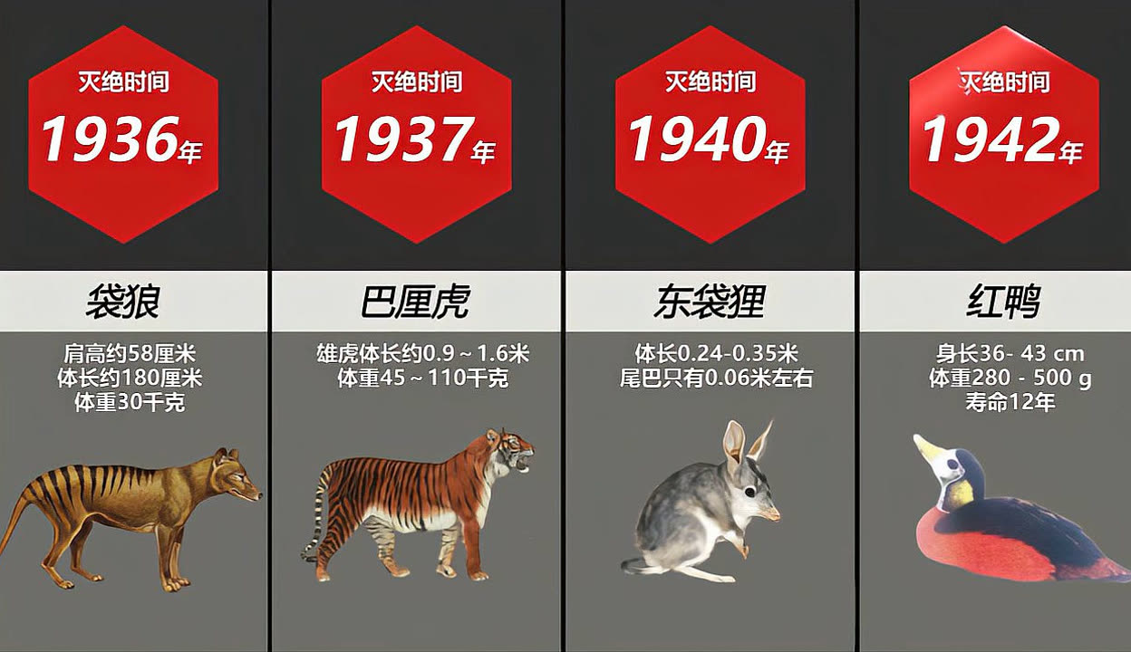 11种可能将要灭绝了的动物(图1)