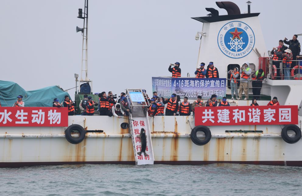 中央媒体看辽宁丨新华社：斑海豹“娜娜”何以“千里归巢”(图1)